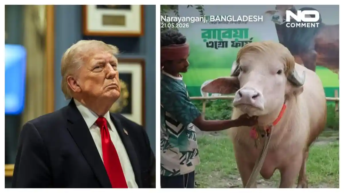 KERBAU-VIRAL-Kolase-foto-Presiden-Donald-Trump-saat-me