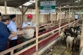 Special Plan: Mengintip Aktivitas Balai Ternak BAZNAS Kuningan, Jadi Tempat Berbagi Daging Saat Idul Adha