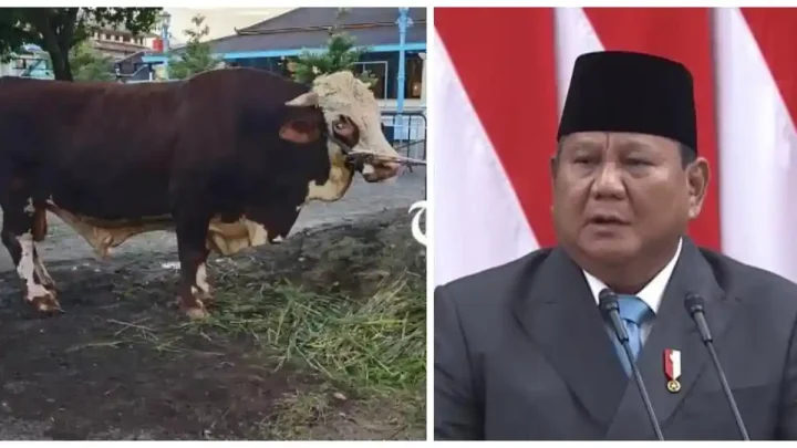 New Policy: Prabowo Berikan Sapi Kurban untuk Masjid Agung Keraton Solo, Bobotnya 1.081 Kg