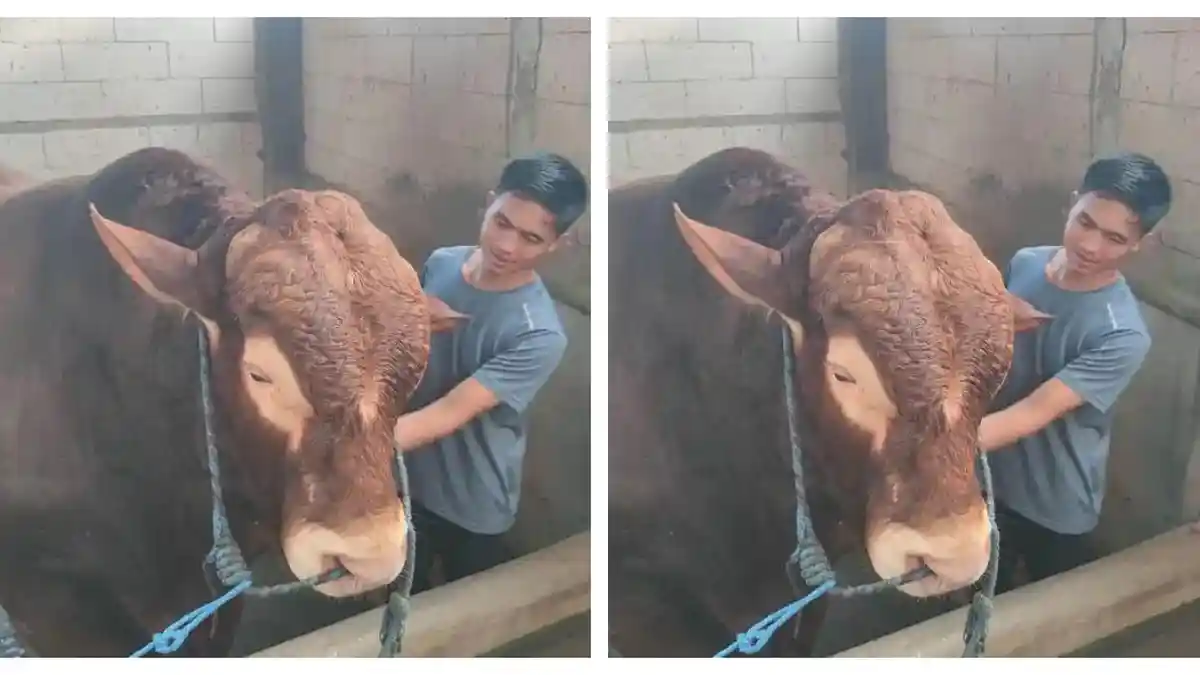 Sapi-Kurban-Prabowo-dari-nganjukr3