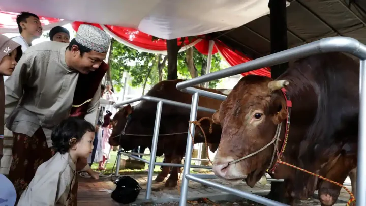 Topics Covered: Tempat Terbaik Untuk Menyembelih Hewan Kurban Idul Adha