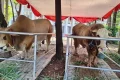 Selisih 100 Kilogram – Sapi Kurban Prabowo di Istiqlal Lebih Berat dari Punya Gibran