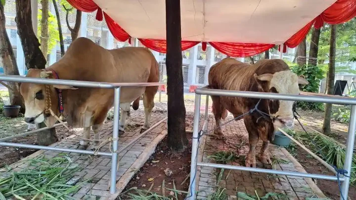 Selisih 100 Kilogram – Sapi Kurban Prabowo di Istiqlal Lebih Berat dari Punya Gibran