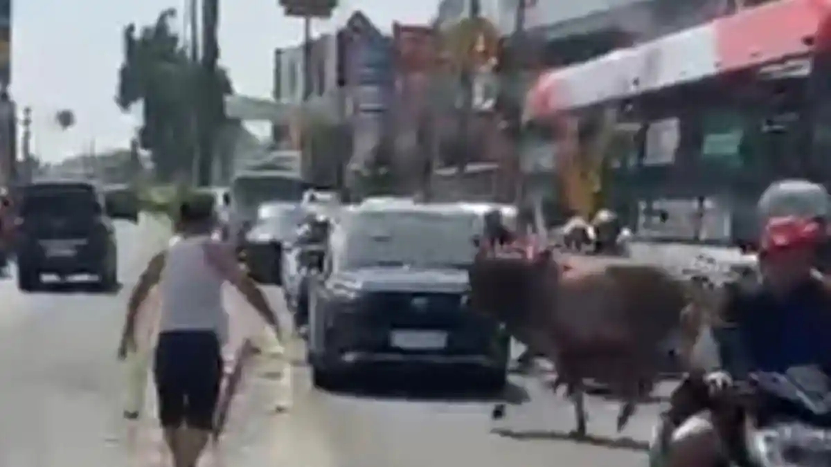 Seekor-sapi-qurban-sempat-lepas-dan-berlari-ke-jalan-raya