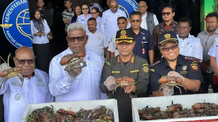 Special Plan: Kepiting Karaka Mimika Tembus Malaysia dan Singapura, Dorong Peluang UMKM Ekspor