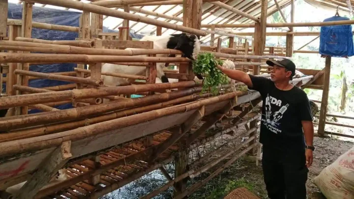 Jelang Idul Adha – Peternak Perketat Pengawasan Hewan Kurban untuk Cegah PMK
