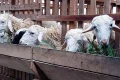 Topics Covered: Cara Menyimpan Daging Kurban agar Tetap Segar dan Tidak Cepat Rusak
