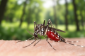 Murray Valley Kembali Muncul di Australia – 2 Orang Tewas Akibat Virus Langka yang Ditularkan Nyamuk