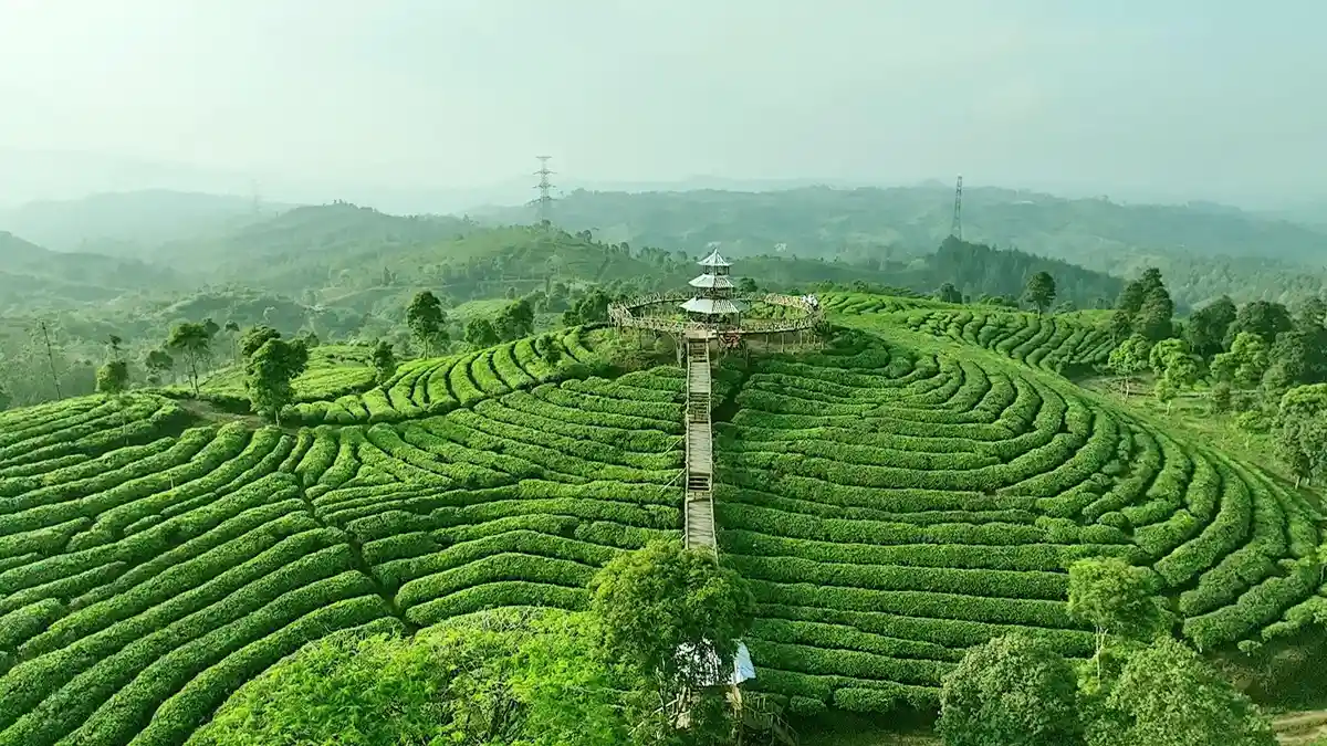 kebun-teh-ilustrasi