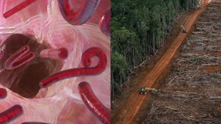 Important News: Jangan Sepelekan Demam Usai Bepergian dari Afrika, Kemenkes Rilis Peringatan Virus Ebola