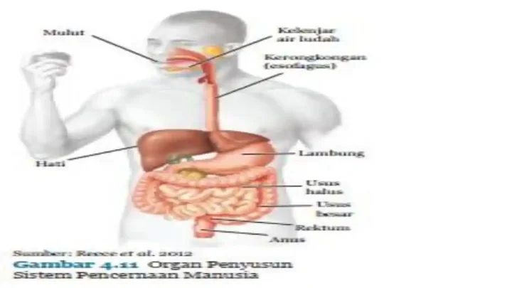 Sama-sama Bikin Sakit Perut dan Bisa Kambuh – Ini Perbedaan GERD dan Radang Usus Kronis