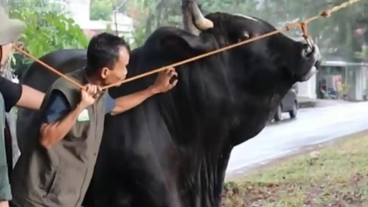 sambo-Sapi-kurban-Presiden-Prabowo