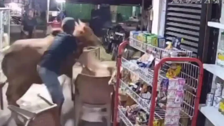 What Happened During: 4 Insiden Sapi Kurban Mengamuk, Terobos Hajatan di Banyumas Hingga Masuk Warung Kopi di Mempawah