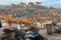 Solution For: Ribuan Ton Sampah Menggunung di Gili Trawangan NTB, KKP Tunggu Izin Operasional Insinerator