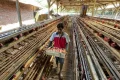 Special Plan: Buntut Harga Turun Drastis, Peternak Ayam di Blitar Bagi-bagi Telur Gratis