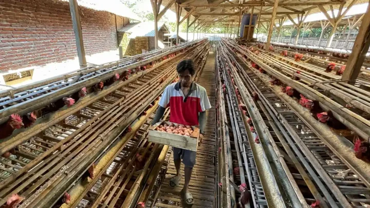 Special Plan: Buntut Harga Turun Drastis, Peternak Ayam di Blitar Bagi-bagi Telur Gratis
