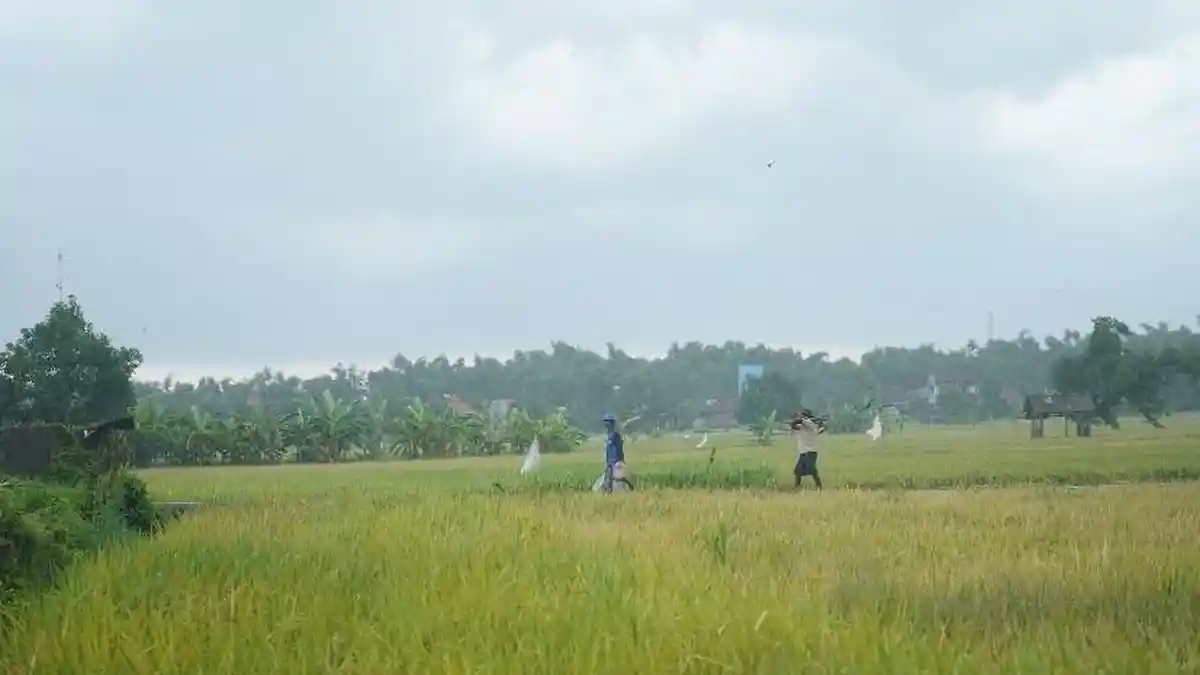 musim-kemarau-ekstrim-atau-elnino-diperkirakan-akan-mencapai-puncaknya-agustus-mendatang