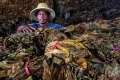 New Policy: DPR Soroti Dampak Ekonomi dari Rencana Aturan Kemasan Polos Produk Tembakau