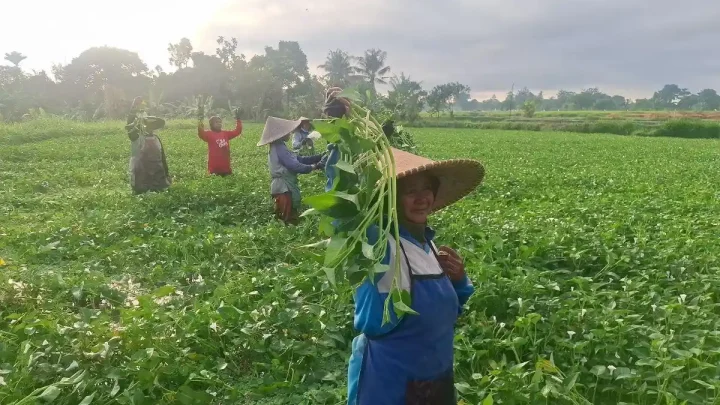 Historic Moment: Dulu Kerja Serabutan, Andre Kini Pekerjakan 30 Pemetik Kangkung di Lombok
