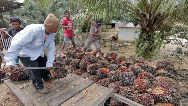 Key Strategy: SPKS: Harga TBS Belum Pulih Sejak Ekspor Satu Pintu, Petani Rugi Rp200 Miliar per Hari