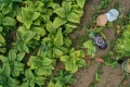 Main Agenda: Sejumlah Asosiasi Soroti Rencana Permenkes, Minta Pemerintah Perhatikan Nasib Petani Tembakau