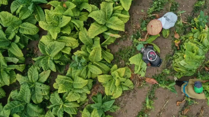 Main Agenda: Sejumlah Asosiasi Soroti Rencana Permenkes, Minta Pemerintah Perhatikan Nasib Petani Tembakau