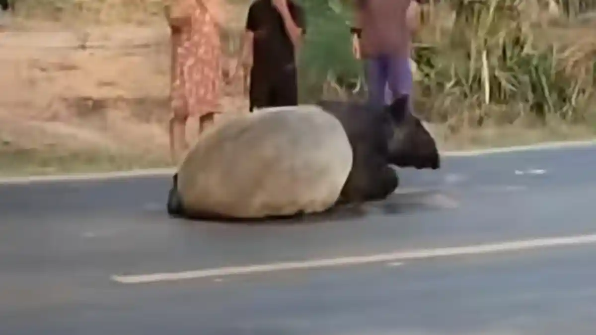 Tapir-hewan-dilindungi-di-mesuji