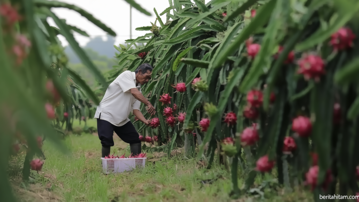 7 Manfaat Buah Naga untuk Kesehatan, Bantu Jaga Imunitas hingga Melancarkan Pencernaan