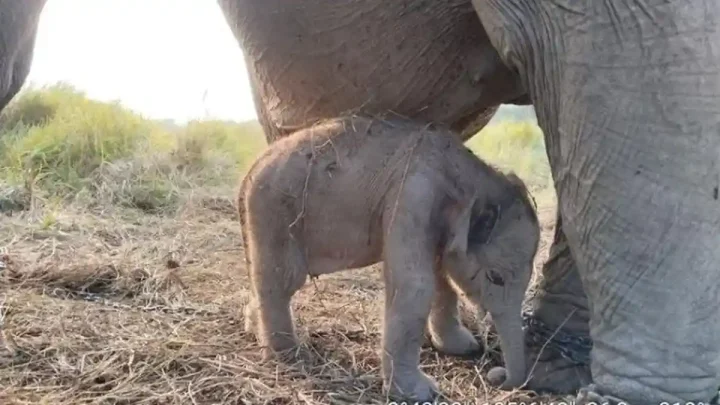 Gajah Sumatera ‘Lestari’ Lahirkan Anak Tepat di HUT ke-81 RI
