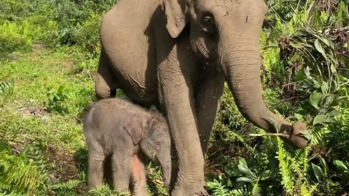 Kantong Habitat Menurun, Strategi Konservasi Gajah Sumatra Segera Dieksekusi Pemerintah