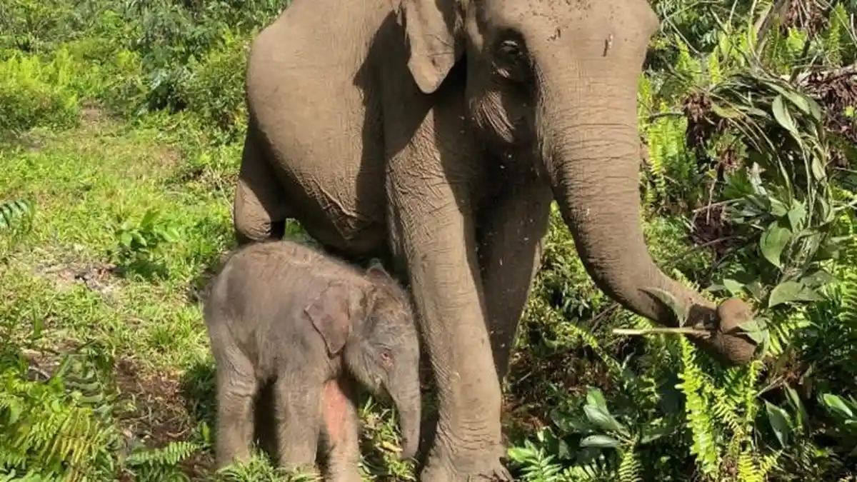 Gajah-Sumatra-Nona-Seroja-dan-ibunya-Ria