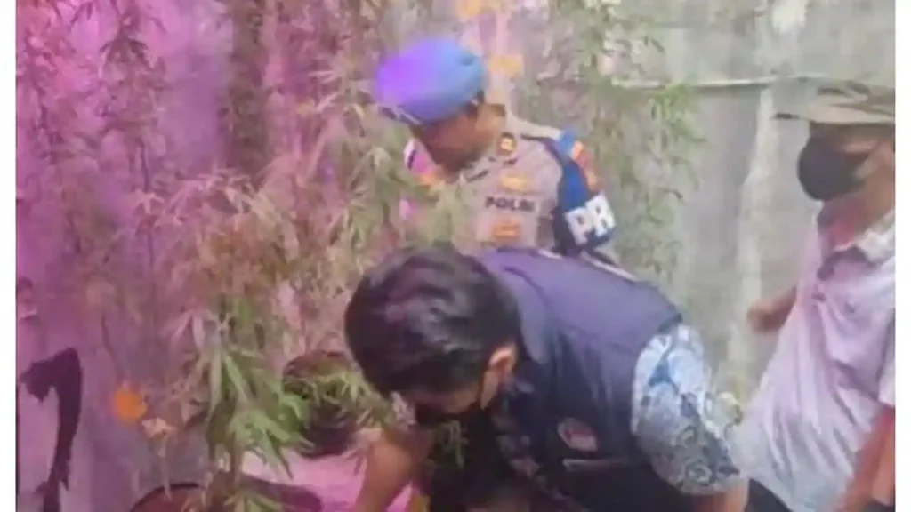 Satresnarkoba-Polrestabes-Bandung-mengungkap-50-tanaman-ganja-di-rumah-ASN-PU