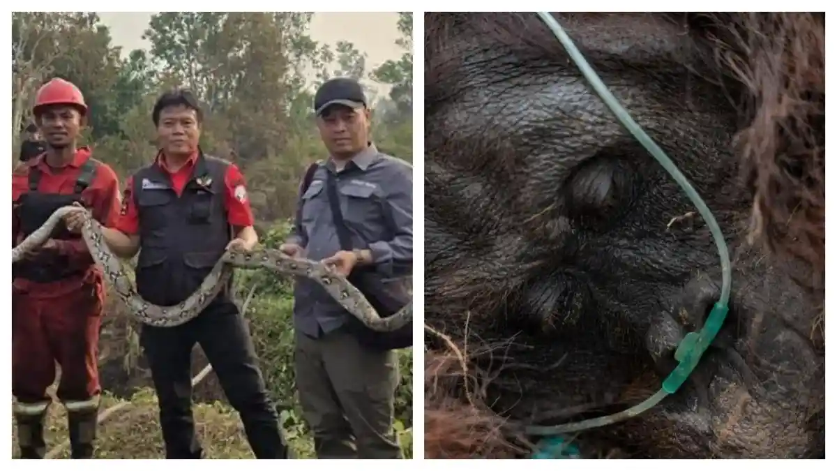 ular-orangutan-biawak-mati-korban-karhutla-kalimantan-sumatra
